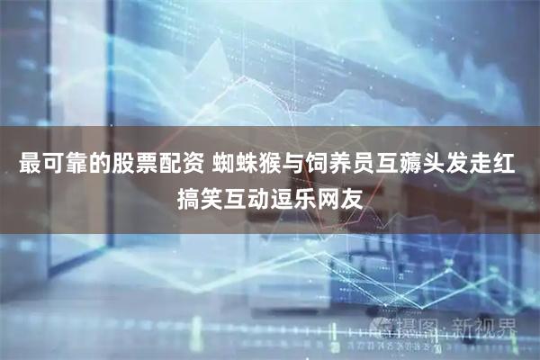 最可靠的股票配资 蜘蛛猴与饲养员互薅头发走红 搞笑互动逗乐网友